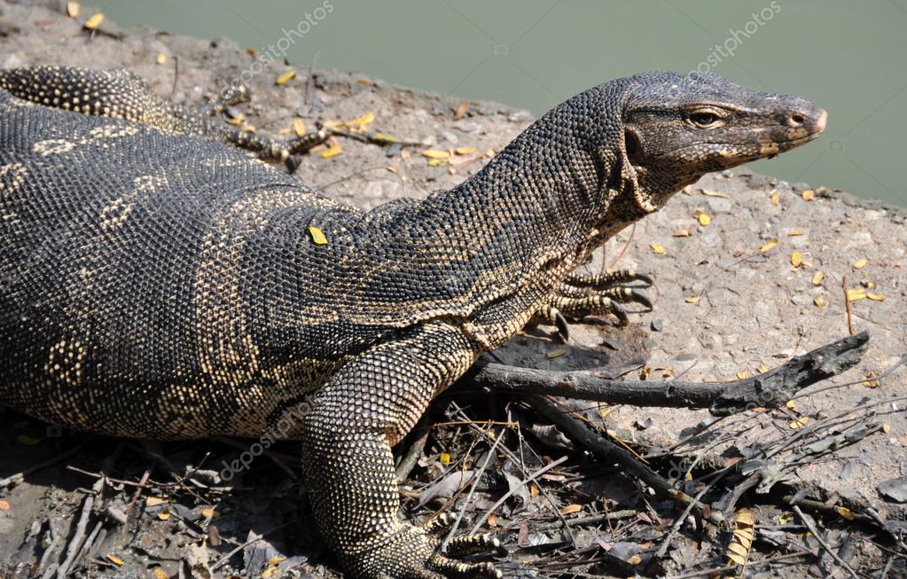Thailand catch dragon root 1
