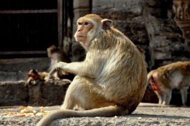 lopburi, Tayland: wat san yot maymun