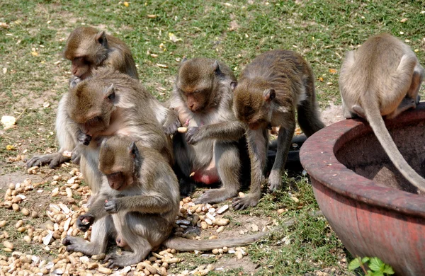 Lopburi, Tailandia: Monos comiendo cacahuetes en Wat San Yot —  Fotos de Stock