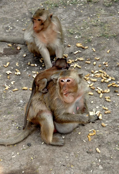 Lopburi, thailand: apen op wat san yot — Stockfoto