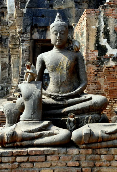 Lopburi, Thailandia: Scimmie sulla statua di Buddha a Wat San Yot — Foto Stock