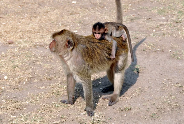 Lopburi, thailand: baby aap rijden op Moederdag rug — Stockfoto