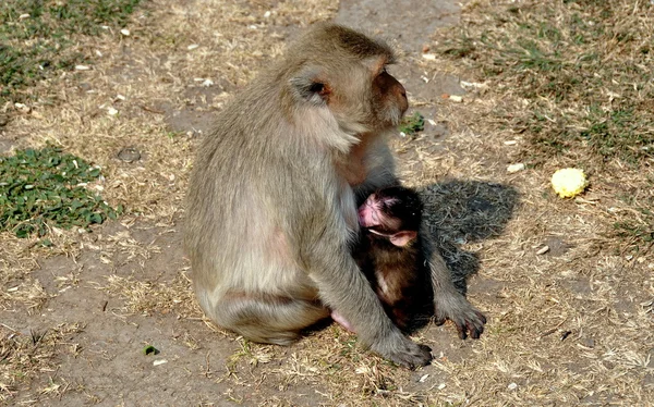 Lopburi, Thajsko: baby opice ošetřovatelství — Stock fotografie