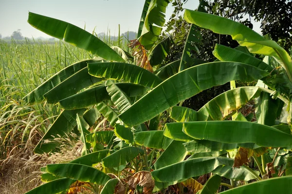 Lopburi, Thailand: Banana Trees and Sugar Cane Field — Stock Photo, Image