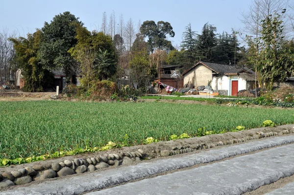 Pengzhou, China: Fields of Garlic and Sichuan Farmhouse — Stock Photo, Image