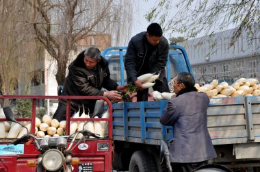 pengzhou, Çin: çiftçiler turp yükleniyor