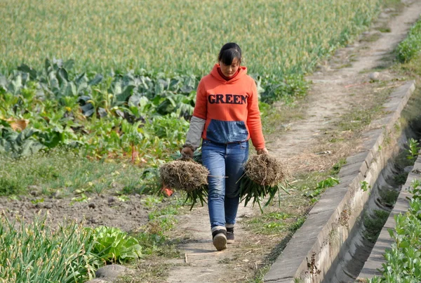 Jun Le, China: Mulher caminhando em campo — Fotografia de Stock