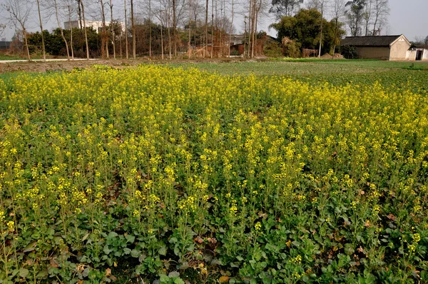 Pengzhou, China: Field of Yellow Rapeseed Flowers — Stock Photo, Image