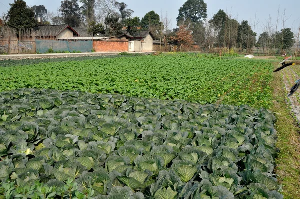 Pengzhou, China: Fields of Cabbages and Winter Crops on Sichuan Farm — Stock Photo, Image