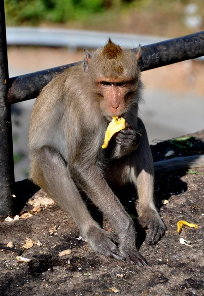 Bang saen, Thajsko: opice jíst banán — Stock fotografie