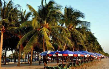 Bang saen, Tayland: plaj şemsiyeleri ve palmiye ağaçları