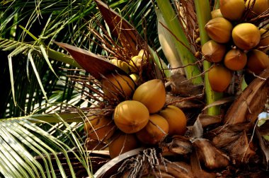 Bang Saen, Thailand: Bunches of Coconuts in Palm Tree clipart