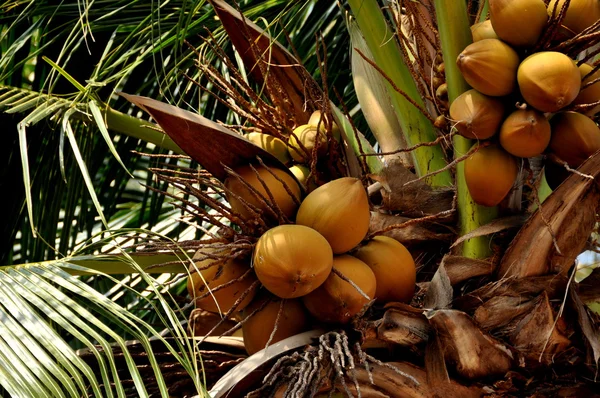 Bang Saen, Thaïlande : Des grappes de noix de coco à Palm Tree — Photo