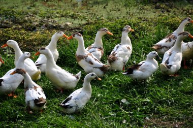 ördekler çimenli Nehri kıyısında