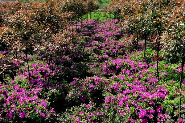 Paarse azleas en zoete osmanthus bomen — Stockfoto