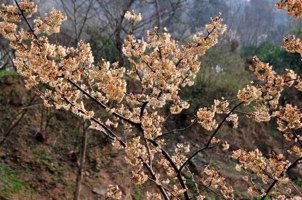 Çiçekli kiraz ağacının çiçekleri pengzhou, Çin — Stok fotoğraf