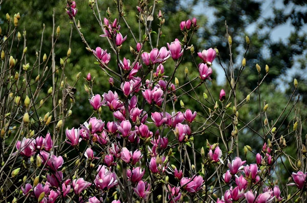 Magnolia Árboles cubiertos con flores de primavera — Foto de Stock