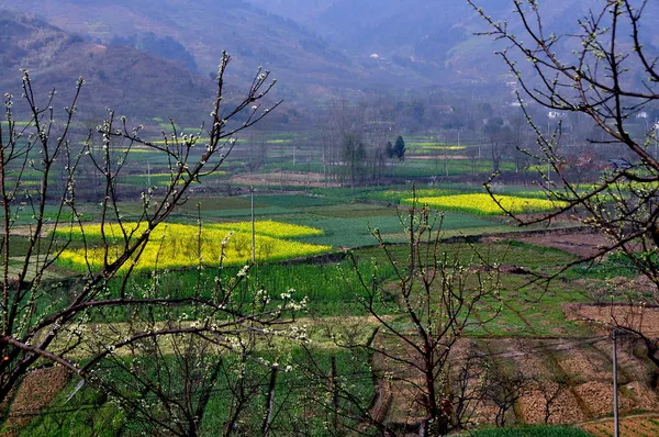Campos de colza amarela em Sichuan Mountain Valley — Fotografia de Stock