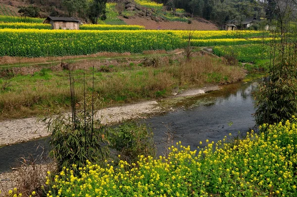 Желтые цветы рапса в Пэнчжоу, Китай — стоковое фото