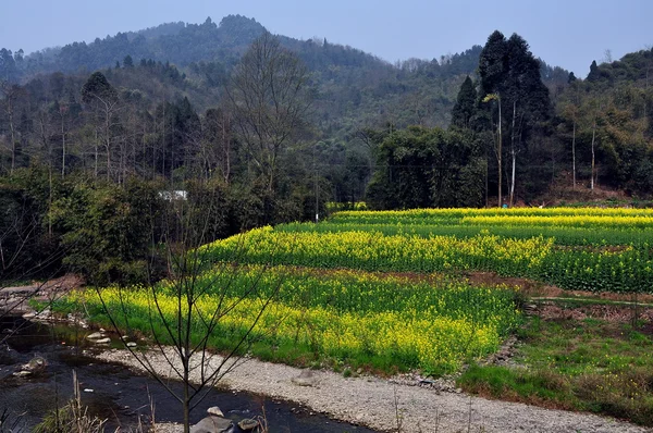 Yellow Rapeseed Flowers in Mountain Valley in Pengzhou, China — Stock Photo, Image