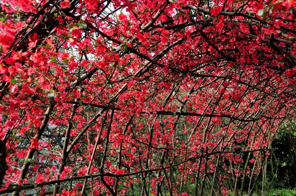 Quince Flowers on Trellis in Pengzhou, China — Stock Photo, Image