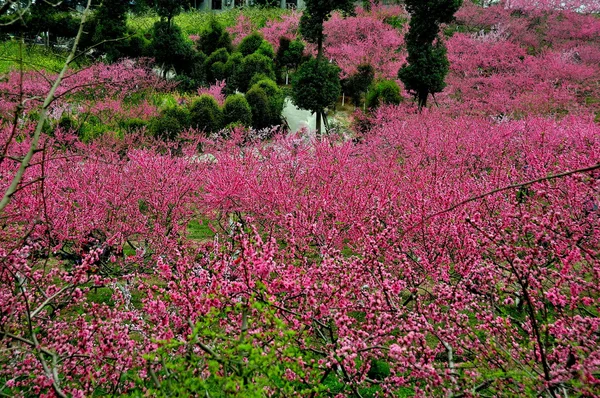 Fioritura alberi di pesco rosa a Pengzhou, Cina — Foto Stock