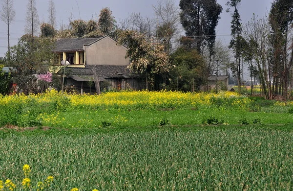 Pengzhou, China: Bauernhaus und Felder mit Knoblauch und Raps — Stockfoto