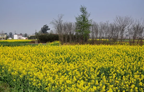 Yellow Rapeseed Field in Pengzhou, China — Stock Photo, Image