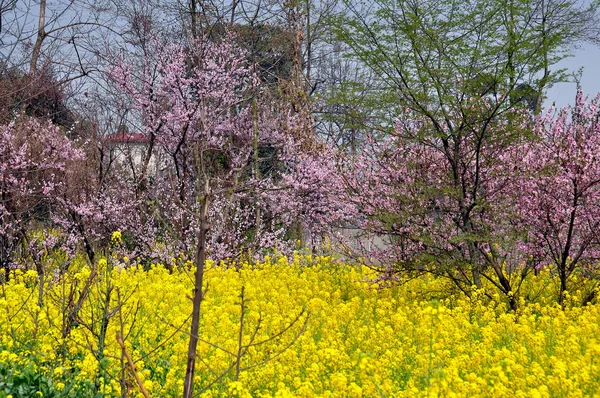 Цветущие персиковые деревья и желтый рапс в деревне Лиань, Китай — стоковое фото