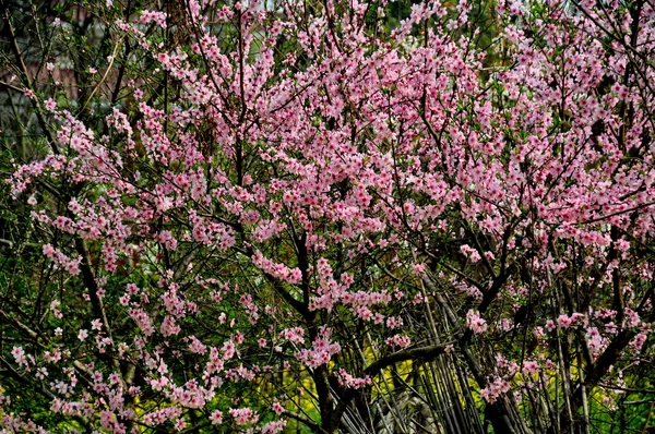 Flowering Peach Tree in Pengzhou, China — Stock Photo, Image