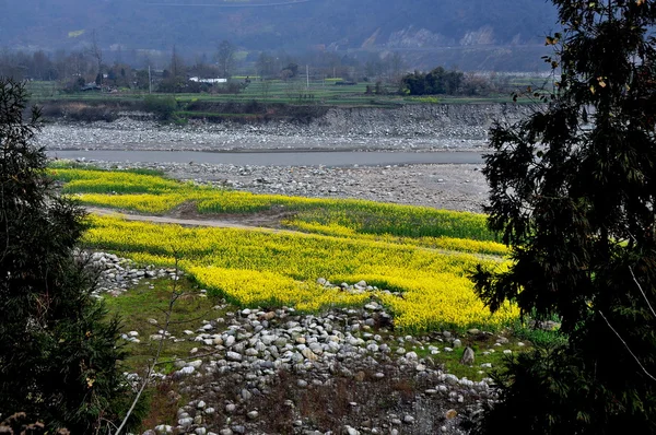 Pengzhou, China: Jian Jiang River and Yellow Rapeseed Flowers — Stock Photo, Image