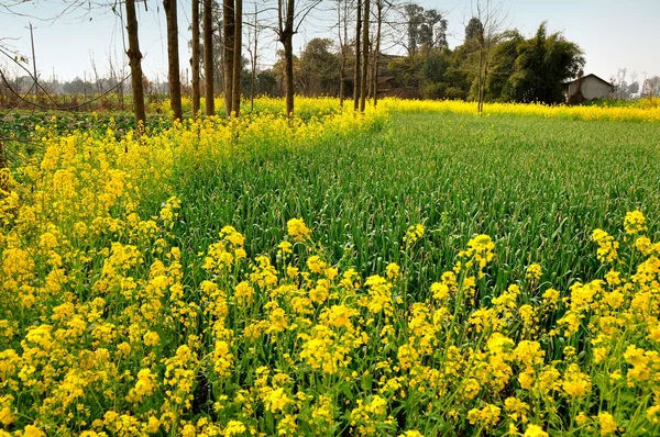 Fleurs d'ail vert et de colza jaune à Pengzhou, Chine — Photo