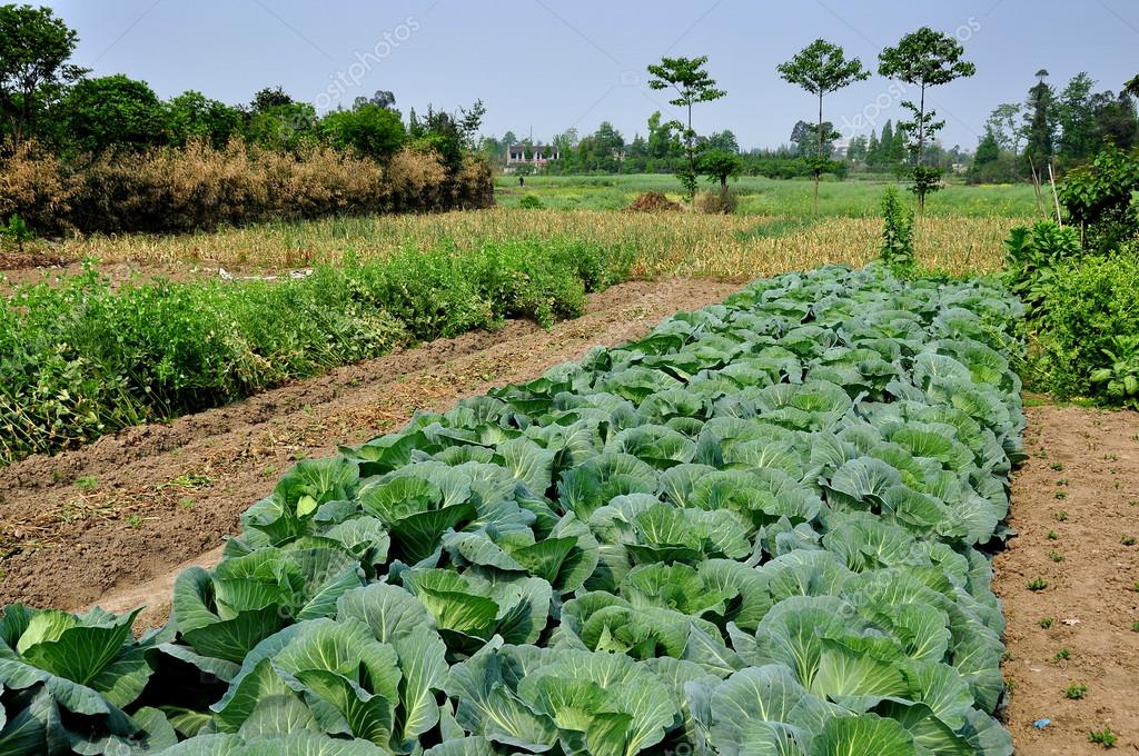 cabbage patch farm