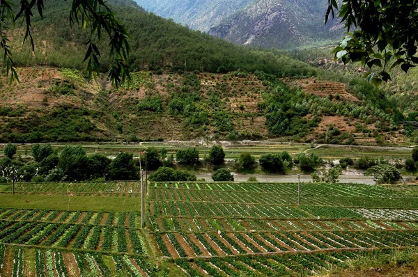 Lijiang Twp: Farmlands with Strawberry Plantings — Stock Photo, Image