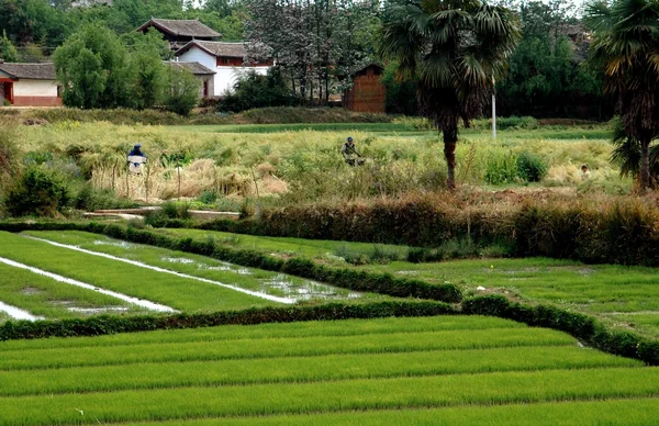 Guan yin xia, Çin: pirinç paddies sular altında — Stok fotoğraf