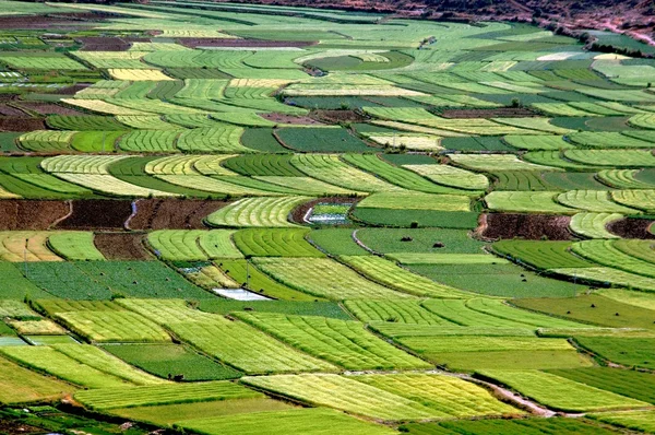 Socha Kuan-jin xia, Čína: zemědělské půdy s zaplavená rýžová — Stock fotografie