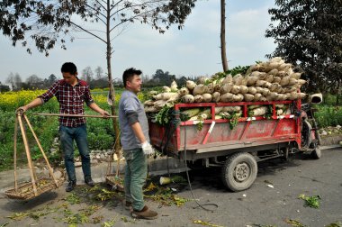 pengzhou, Китай: фермери завантаження редис фігуру на вантажівки
