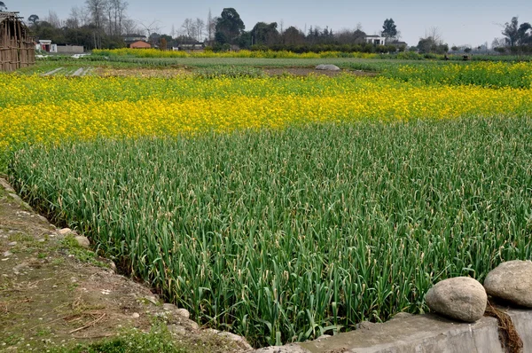 Pengzhou, China: Field of Garlic and Rapeseed Flowers — Stock Photo, Image