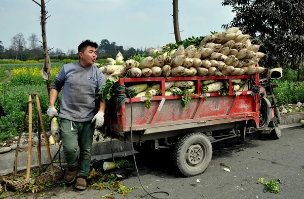 Pengzhou, China: Granjero con rastreo de rábanos blancos — Foto de Stock