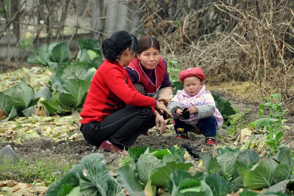 Pengzhou, China: Familia trabajando en parche de col — Foto de Stock