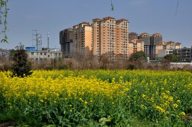pengzhou, Çin: sarı Kolza çiçekleri ve modern apt. kuleleri