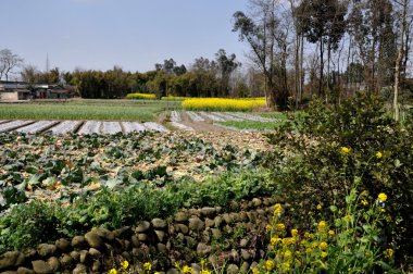 Pengzhou, Çin: Alanları üretmek ve sarı Kolza çiçekleri