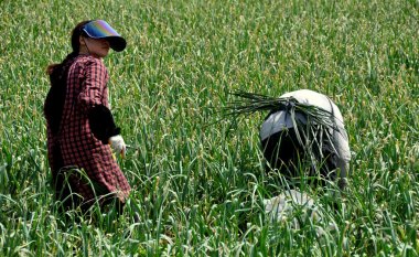 pengzhou, Çin: Çiftçi hasat yeşil sarımsak