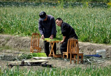 Pengzhou, China: Farmers Bundling Green Garlic clipart