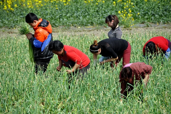 Pengzhou, Chine : Les travailleurs récoltent l'ail vert — Photo