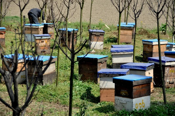 Pengzhou, China: Apiário com caixas de abelhas — Fotografia de Stock