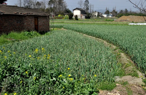 Пэнцзян, Китай: кусок зеленого чеснока на ферме — стоковое фото