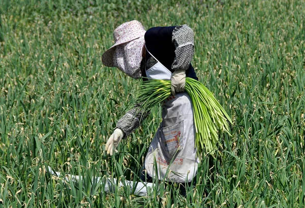 Pengzhou, Kina: kvinna skörda grön vitlök — Stockfoto