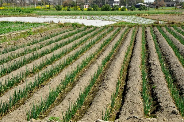 Pengzhou, China: Field of Onion Starter Sets — Stock Photo, Image