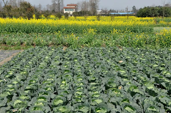 Pengzhou, China: Field of Cabbages and Rapeseed Flowers — Stock Photo, Image